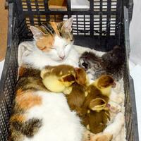 Katze fördern Mutter zum das Entenküken foto