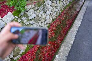 ein Smartphone Schießen gestapelt oben rot Blätter im das eng Rinne im Herbst foto