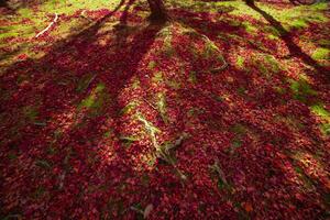 rot Blätter auf das Boden beim das Park im Kyoto im Herbst breit Schuss foto