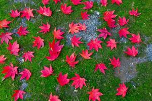 rot Blätter auf das Boden beim das Park im Kyoto im Herbst Nahansicht foto