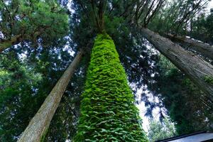 ein schön hoch Zeder Baum beim das Landschaft im Japan niedrig Winkel foto