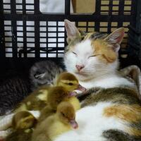 Katze im ein Korb mit Kätzchen und Empfang Moschus Ente Entenküken. Katze fördern Mutter zum das Entenküken foto