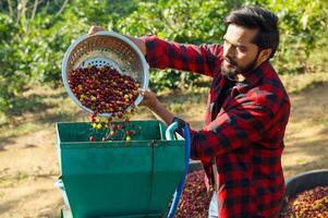 Farmer reif Kaffee Waschen nass Prozess foto