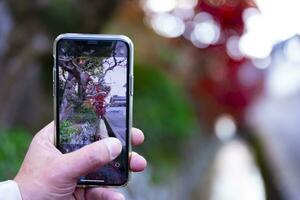 ein Smartphone Schießen gestapelt oben rot Blätter im das eng Rinne im Herbst foto