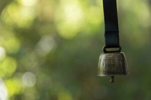 ein Bär Glocke mit Hand beim das Grün Wald im Herbst schließen oben foto