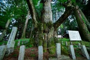 ein japanisch Zelkova Baum im Vorderseite von das Schrein beim das Landschaft foto