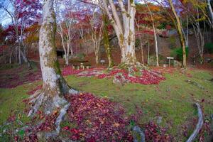 rot Blätter beim kasagiyama Momiji Park im Kyoto im Herbst Fisch Auge Schuss foto