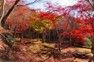 rot Blätter beim kasagiyama Momiji Park im Kyoto im Herbst foto