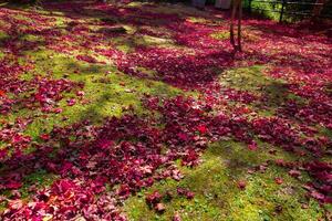 rot Blätter auf das Boden beim das Park im Kyoto im Herbst breit Schuss foto