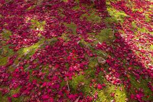 rot Blätter auf das Boden beim das Park im Kyoto im Herbst breit Schuss foto