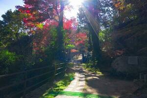 rot Blätter beim kasagiyama Momiji Park im Kyoto im Herbst breit Schuss foto