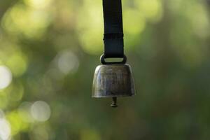 ein Bär Glocke mit Hand beim das Grün Wald im Herbst schließen oben foto