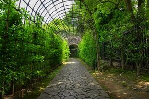 ein Grün Pflanze Tunnel beim das Garten im Sommer- breit Schuss foto