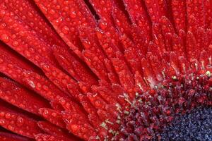 eine enge ansicht einer schönen roten gerbera-blume mit wassertropfen. Natur Hintergrund foto