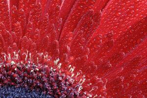 eine enge ansicht einer schönen roten gerbera-blume mit wassertropfen. Natur Hintergrund foto