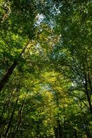 üppig Wald Vertikale Hintergrund Foto. Kohlenstoff Neutralität Konzept foto