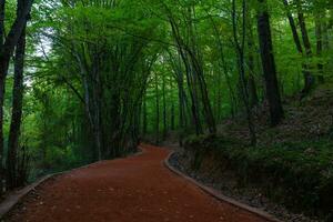 gesund Lebensstil Konzept Foto. Joggen oder Wandern Weg im das Wald. foto