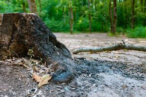 Lauffeuer beginnend Konzept Foto. ein tot Baum und verbrannt Boden. foto