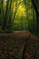 Wald mit Joggen Weg im das Herbst. Freizeit Bereiche Vertikale Foto