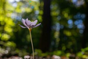 Herbst Krokus oder Colchicum herbstlich im das Wald im Fokus. foto