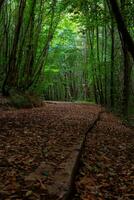 Trekking Weg bedeckt mit braun Blätter im das Wald im das Herbst. foto