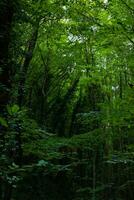 üppig Wald. Kohlenstoff Neutralität Konzept Vertikale Foto