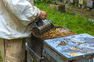 Imker mit ein Biene Raucher zum Überprüfung das Bienenstock. foto