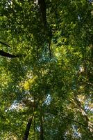 üppig Wald Sicht. Wald Hintergrund Vertikale Foto. Kohlenstoff Neutralität Konzept foto