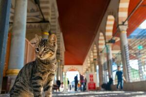 Porträt von ein streunend Katze im ein Moschee im Istanbul. Türkisch Kultur foto