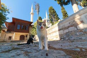 streunend Katzen von Istanbul Hintergrund Foto. foto