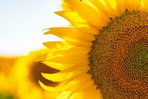 Sonnenblume Blütenkopf im Fokus. industriell Pflanzen Hintergrund Foto