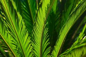 Sago Palme Blätter. Japanisch Cycad oder Cycas revoluta Blätter im Fokus foto