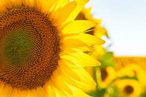 Sonnenblume schließen oben Aussicht im das Feld. industriell Pflanzen Hintergrund Foto