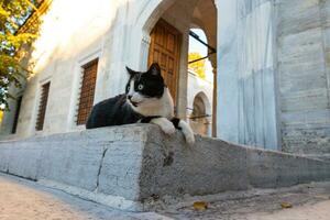 streunend Katzen von Istanbul. ein streunend Katze Sitzung auf das Treppe von ein Moschee foto