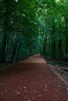 belgrad Wald im Istanbul. Joggen Weg im ein Wald. Freizeit Bereiche foto