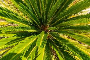 Sago Palme oder Cycas revoluta oder Japanisch Cycad Aussicht von über. foto