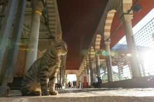 streunend Katzen von Istanbul. ein streunend Katze Sitzung im das Moschee. foto