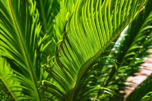 Sago Palme Blätter im Fokus. dekorativ Pflanzen Hintergrund Foto