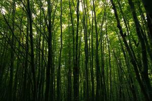 üppig Wald Hintergrund Foto. hoch Bäume im launisch Aussicht foto