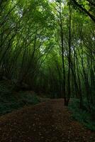 Wald Aussicht mit ein Joggen oder Wandern Weg im das Herbst. foto