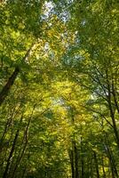 Wald Sicht. hell Farben von Blätter und Bäume von ein Wald. Kohlenstoff Netz Null foto