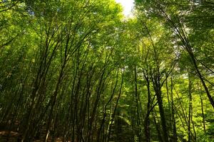 üppig Grün Wald Hintergrund Foto. hoch Bäume im das Wald foto