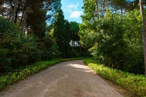 Wandern Weg im das Wald. gesund Lebensstil Hintergrund Foto. foto