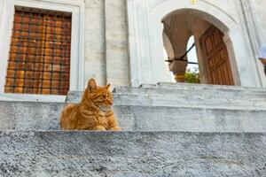 streunend Tiere von Istanbul Hintergrund Foto. ein Katze Sitzung auf das Treppe foto