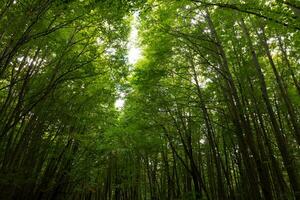 Wald Sicht. Kohlenstoff Netto-Null Konzept Hintergrund Foto