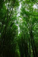 hoch Bäume im üppig Wald. Grün Blätter von Bäume. Kohlenstoff Neutralität Konzept foto