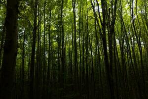 Silhouette von Bäume im dunkel Wald Sicht. launisch Wald. foto