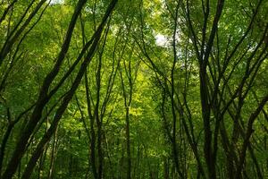 üppig Wald Aussicht mit Grün Blätter und Baum Stämme. Kohlenstoff Netto-Null Konzept foto