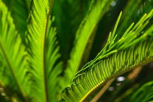 Sago Palme oder Cycas revoluta Blätter im Fokus. dekorativ Pflanzen foto