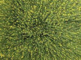 Feld von blühen vergewaltigen. oben Aussicht von das Drohne. vergewaltigen, ein syderatisch Pflanze mit Gelb Blumen. Feld mit Seitenzahlen foto